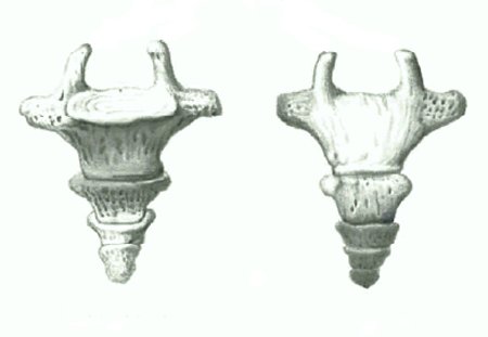 Строение крестца и копчика