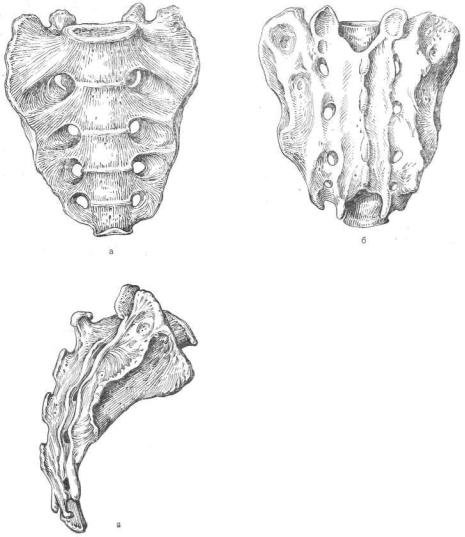 Копчик строение анатомия