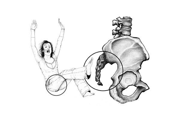 Крестец и копчик на скелете