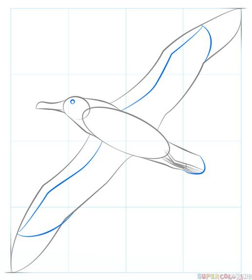 Альбатрос карандашом