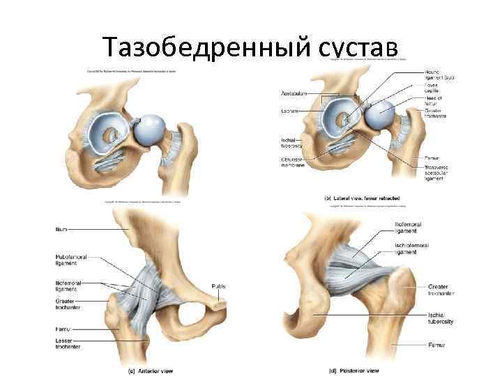 Тазобедренный сустав соединение. Анатомическая структура тазобедренного сустава. Тазобедренный сустав анатомия человека строение и функции. Тазобедренный сустав схема анатомия. Тазобедренный сустав строение анатомия человека.