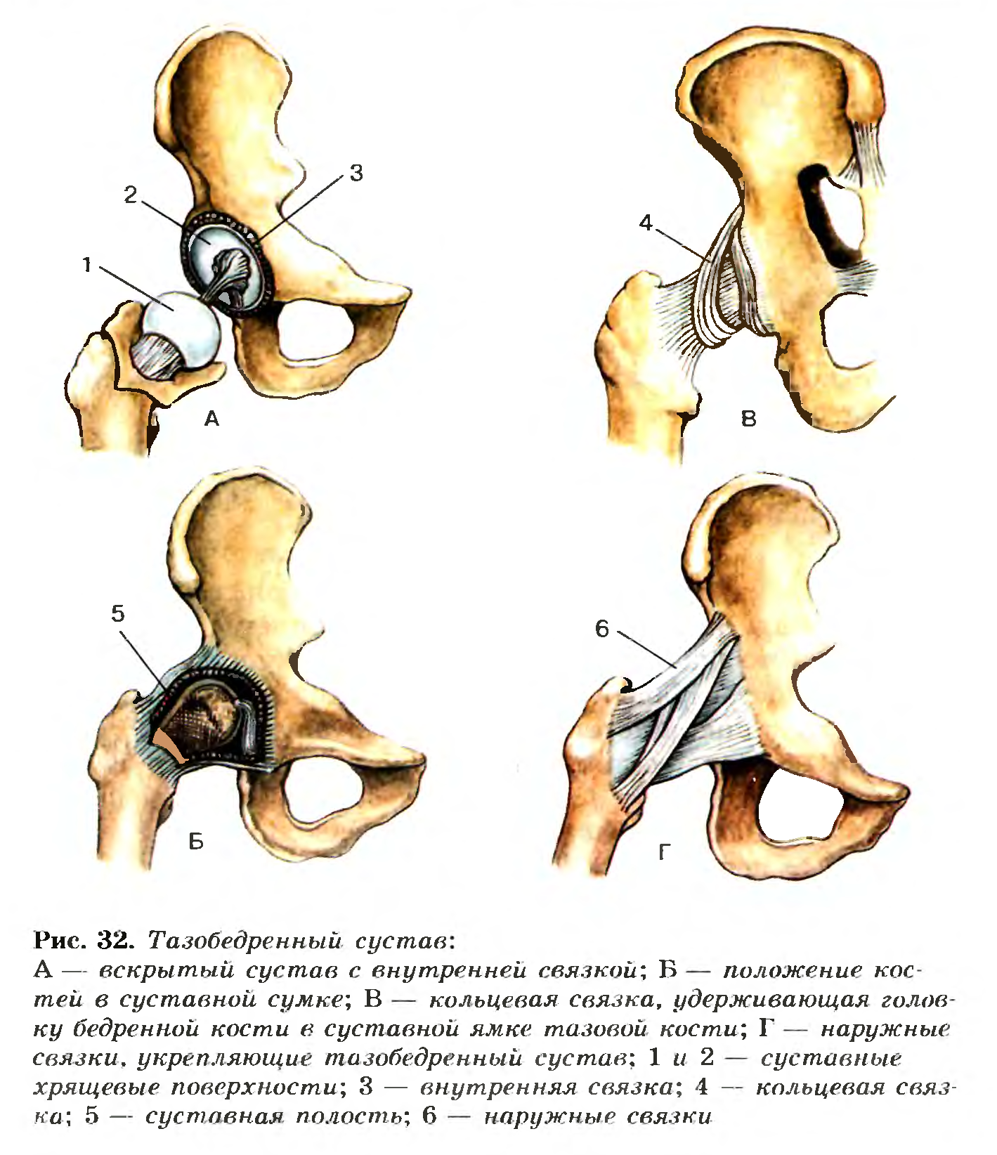 Тазобедренный сустав анатомия строение. Анатомическое строение тазобедренного сустава. Тазобедренный сустав схема. Рис 38 тазобедренный сустав.