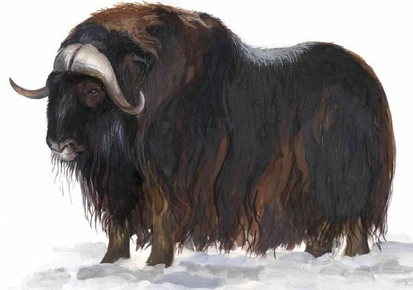 Овцебык снежный