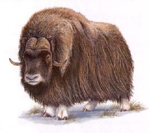 Овцебык для детей