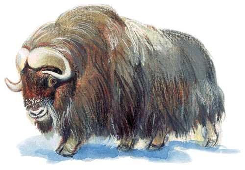 Овцебык рисунок для детей