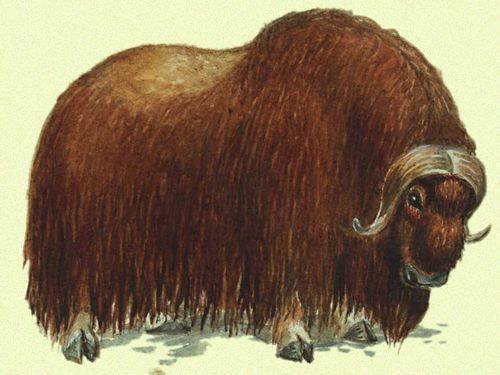 Овцебык древний рисунок