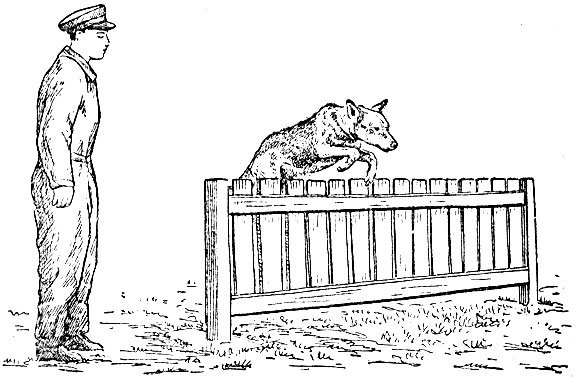 Раскраски служебные собаки