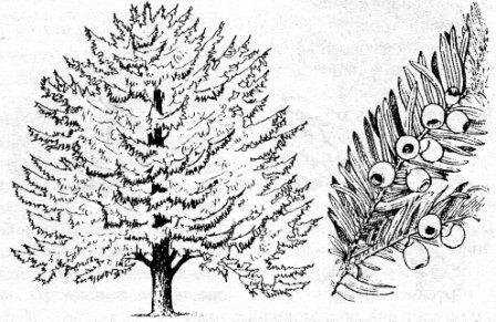 Тис ягодный побег