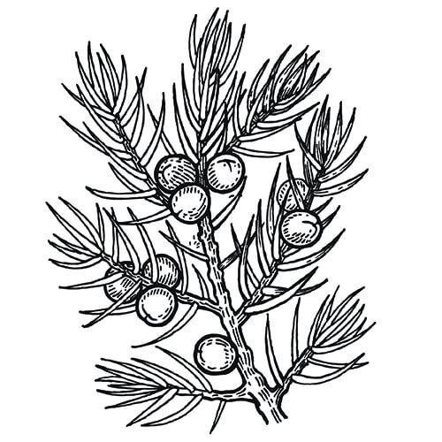 Тис ягодный (Taxus baccata David p9)