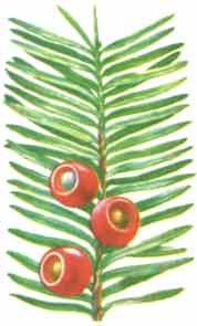 Можжевельник раскраска