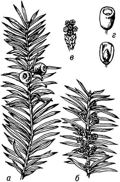 Можжевельник Сибирский
