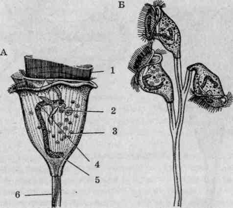 2) Инфузория-трубач