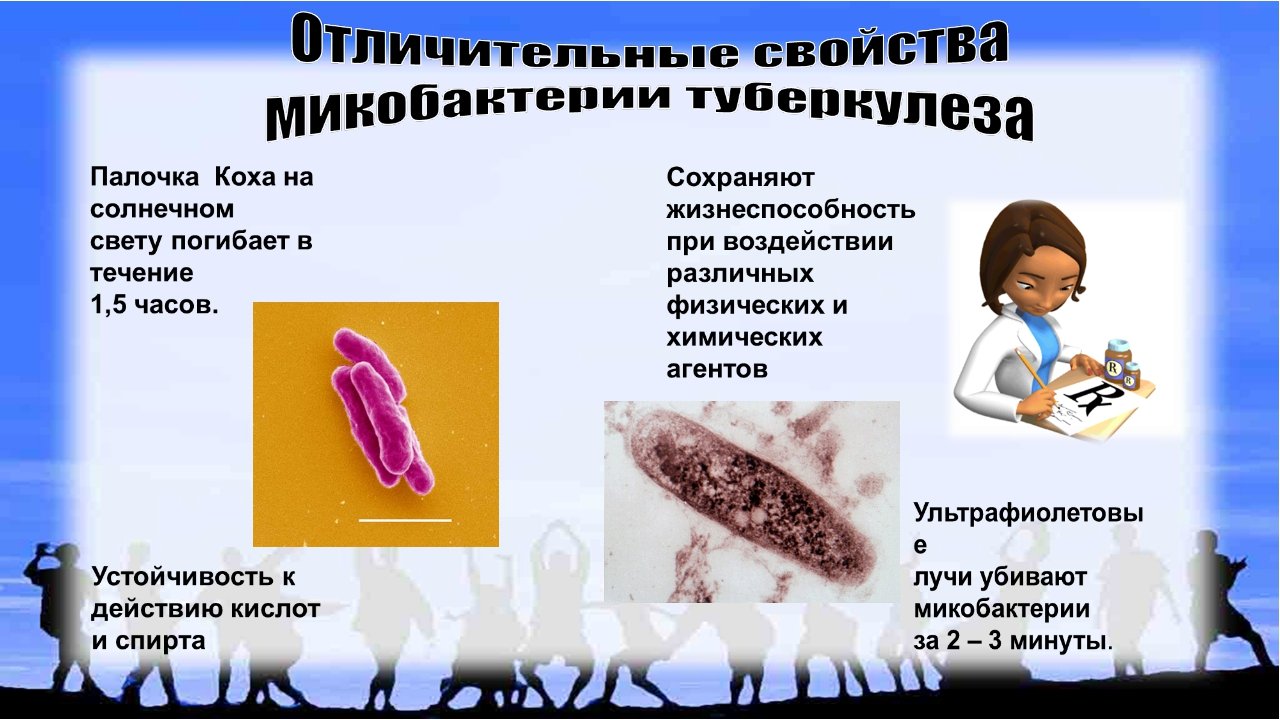 Заболевание туберкулез вызывают бактерии. Бактерия вызывающая туберкулёз.