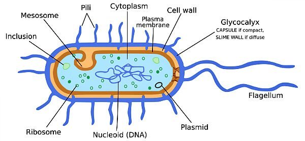 Строение микобактерии туберкулеза
