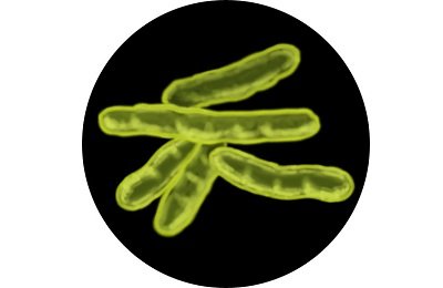 Палочка Коха туберкулез