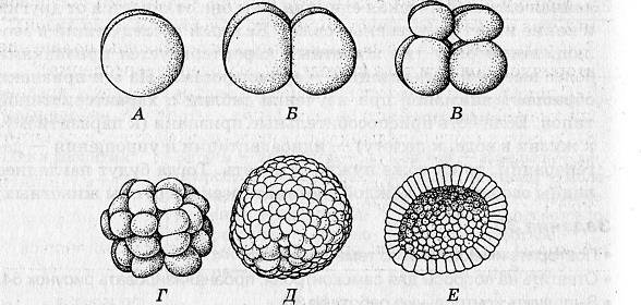Схема образования зиготы