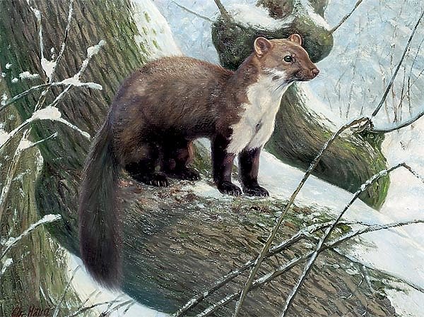 Белогрудка Астафьев