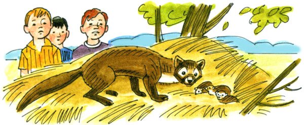 Белогрудка Астафьев