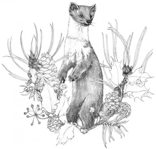 Белогрудка иллюстрации к рассказу Астафьева