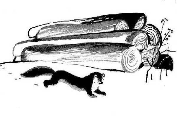 Куница Белогрудка Астафьев