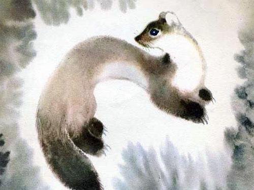 Рисунок куницы поэтапно