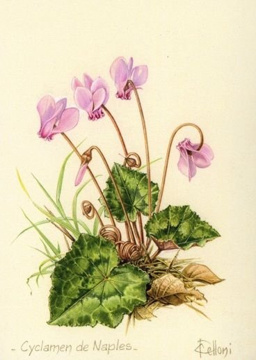 Цикламен кавказский раскраска