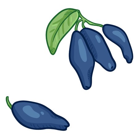 Жимолость иллюстрация