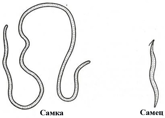 Ришта строение самец и самка