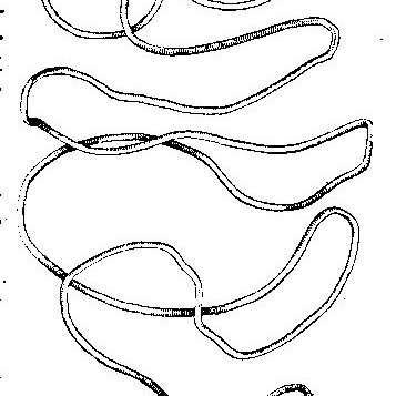 Ришта строение самец и самка