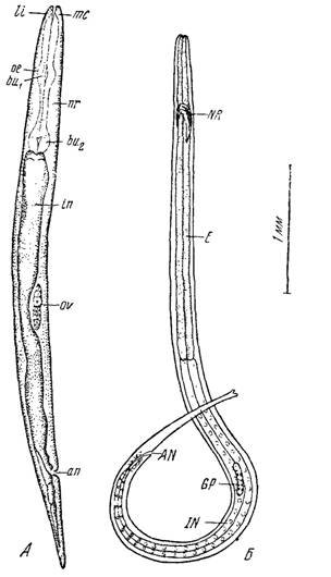 Ришта рисунок (48 фото)
