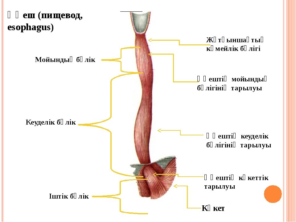1 3 пищевода. Пищевод анатомия человека. Строение пищевода человека анатомия. Анатомические структуры пищевода. Пищевод и желудок анатомия.
