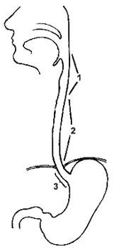 Желудок анатомия строение рисунок