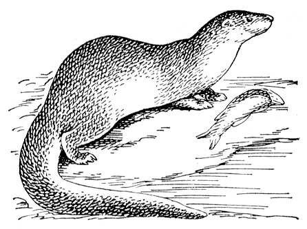 Речная выдра черно белая