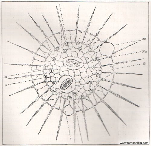 Солнечник простейшие строение