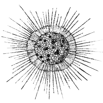 Солнечник простейшие