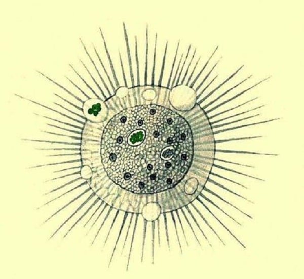 Саркодовые солнечники