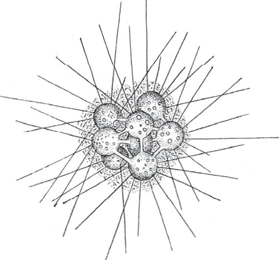 Солнечник протист