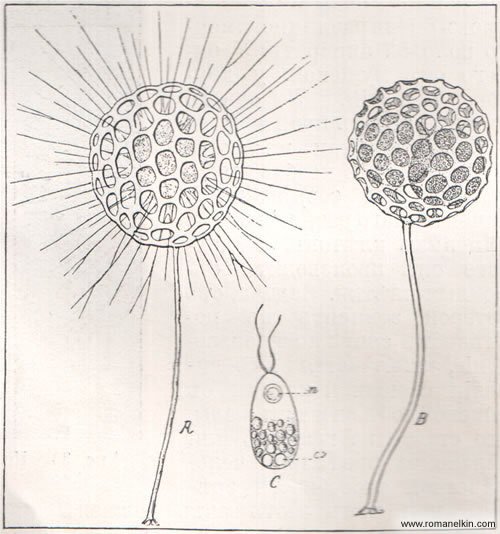 Солнечники строение