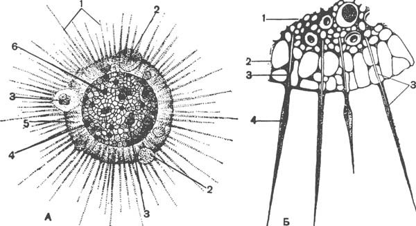 Солнечники представители рисунок