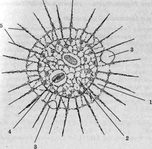 Протей радиолярия солнечник