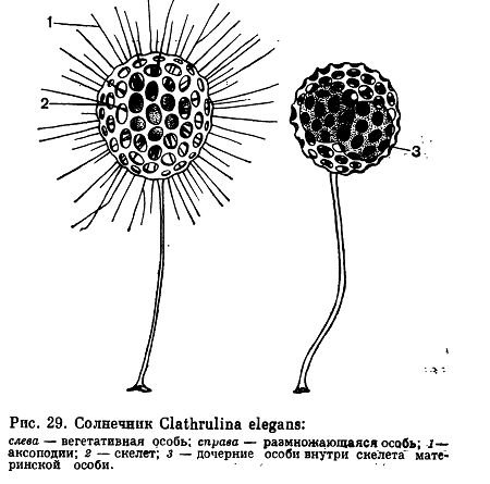 Радиолярия Тип питания