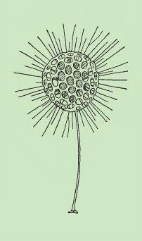 Радиолярии солнечники лучевики