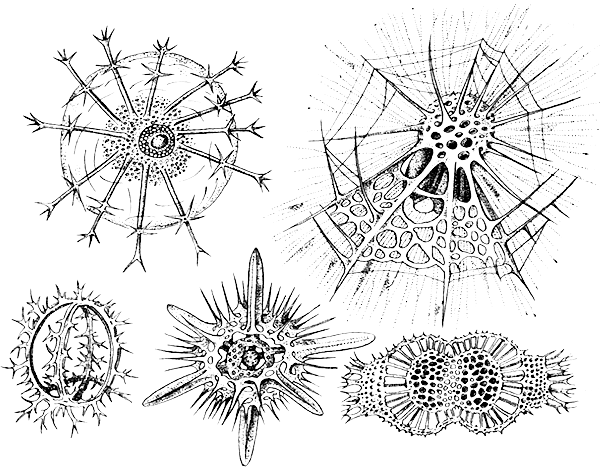 Филоподии радиолярий