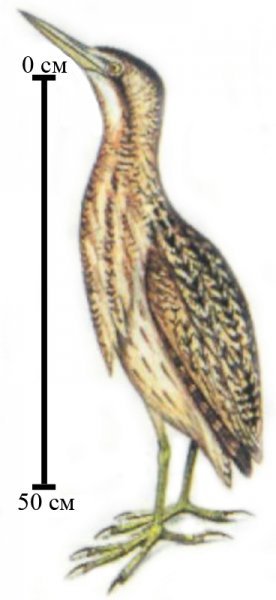 Выпь раскраска