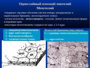 Однослойный плоский эпителий мезотелий