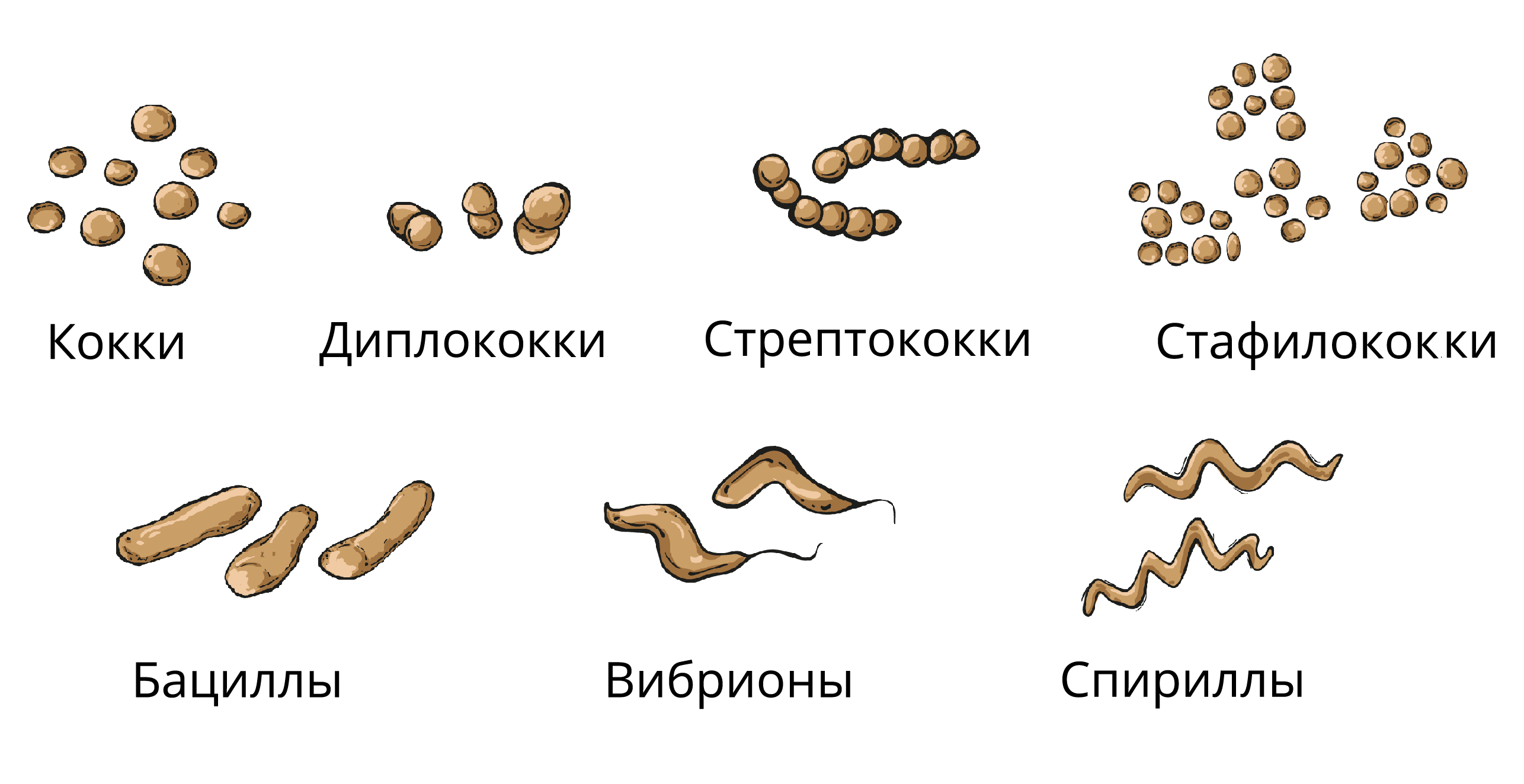 Бактерии изогнутой формы носят название. Кокки бациллы вибрионы спириллы. Кокки стрептококки бациллы. Кокки спириллы вибрионы палочки. Форма бактерий: кокки, бациллы, спириллы, вибрионы, стафилококки..