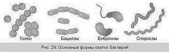 Палочковидные бактерии это вибрионы спириллы бациллы кокки