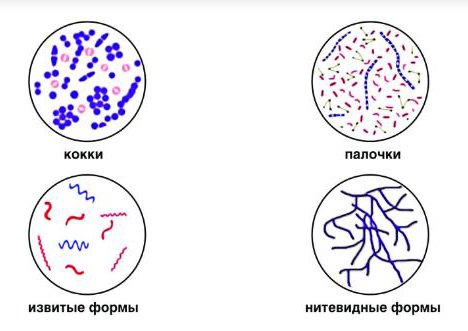 Четыре формы бактерий