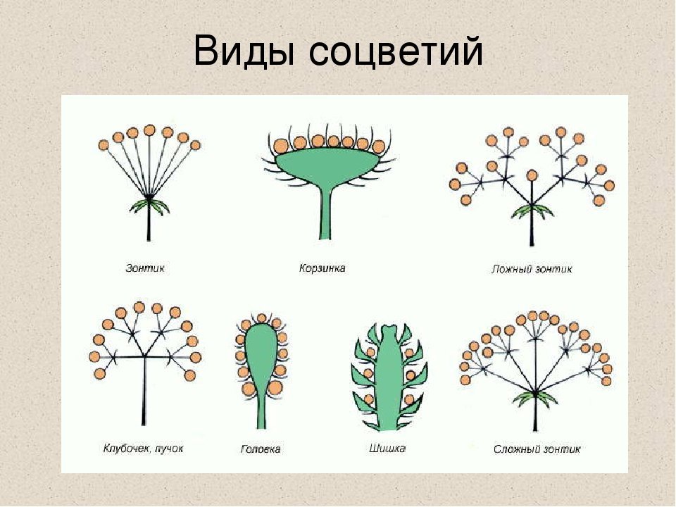 Простые цветки биология. Соцветие кистевидная корзинка. Кистевидная корзинка схема соцветия. Соцветия 5 класс биология. Соцветие полузонтик.