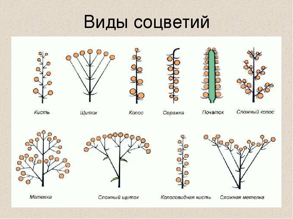 Головка простое или сложное. Соцветия покрытосеменных растений. Соцветие кистевидная корзинка. Соцветие полузонтик. Схемы типов соцветий покрытосеменных растений.